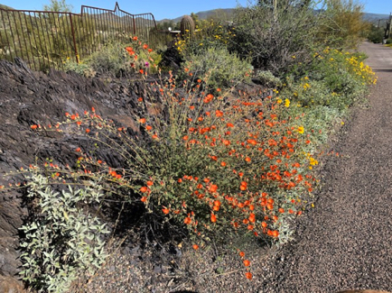 Apr 8 - A beautiful display of Desert Globemallow.